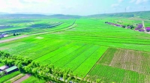 走，把科技成果“种”到田间地头——宁夏加速科技成果转化赋能现代农业高质量发展