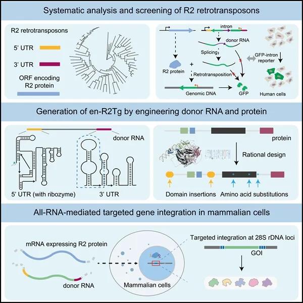 重大成果加速涌现，科技创新发展开辟崭新赛道丨2024年科技工作成就报道