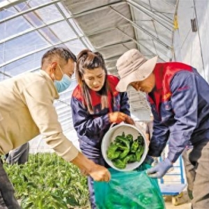 科技赋能“菜园子”