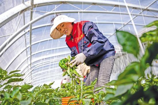 科技赋能“菜园子”