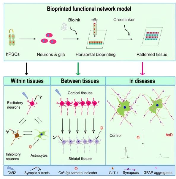 两院院士评选2024年中国/世界十大科技进展新闻揭晓