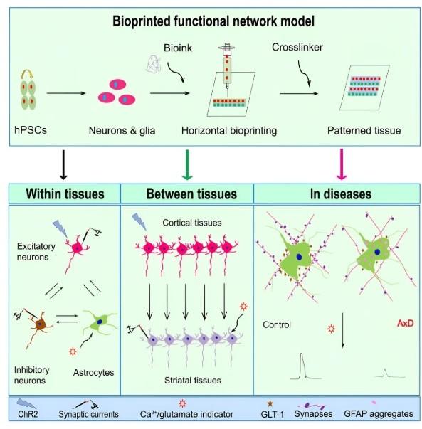 “两院院士评选2024年中国/世界十大科技进展新闻”揭晓