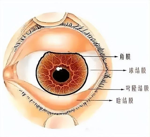 今晚19:30中央5套CCTV5直播节目预告：附乒乓亚洲杯时间表