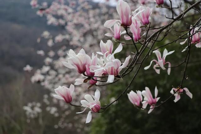 直播预告！就在3月7日上午10:30