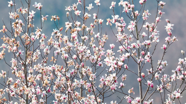 直播预告！就在3月7日上午10:30
