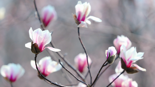 直播预告！就在3月7日上午10:30