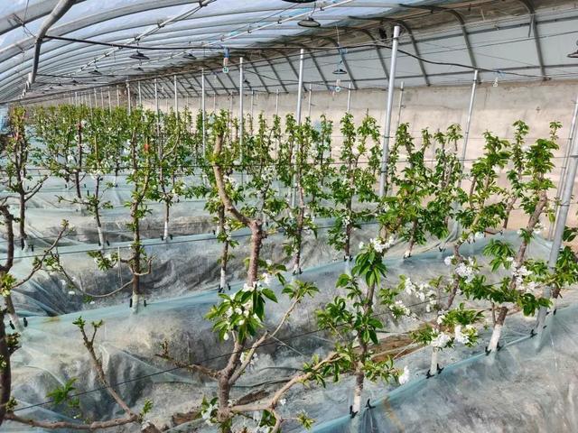 科技又添新“丰”景 | 新华社