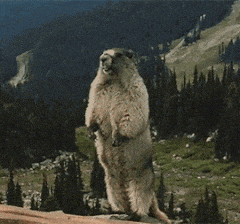 OPPO 彻底疯了，三款旗舰手机齐发！