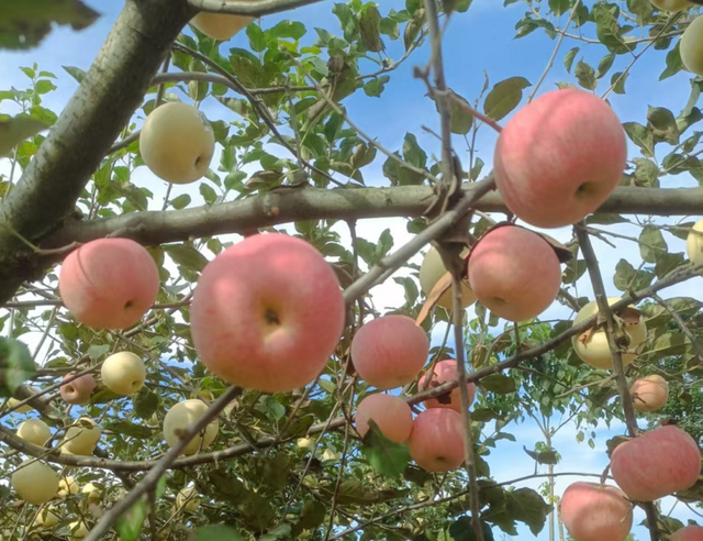 我国科学家培育出营养“加强版”水稻；打造“炼丹炉” 阻断核辐射 | 国内一周科技导读