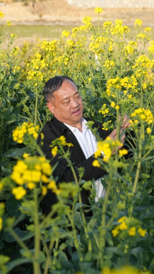 六万亿产业里的科技力 | 油菜花开万亿路：一位农民科学家的“金色梦想”