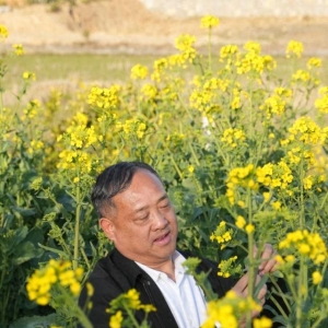 六万亿产业里的科技力 | 油菜花开万亿路：一位农民科学家的“金色梦想”
